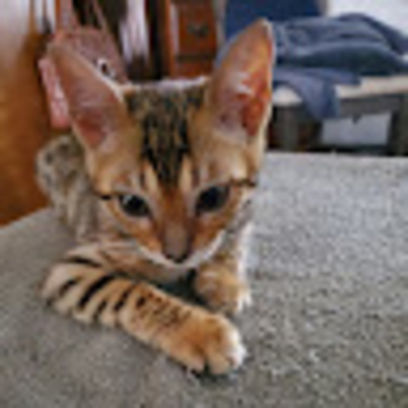 Meet your Posher, Shannon - Picture 1 of 1